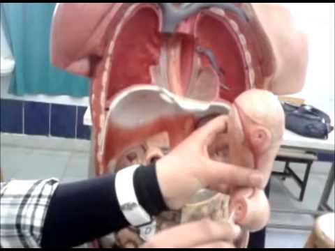 Digestive system camera iphone 8 plus apk