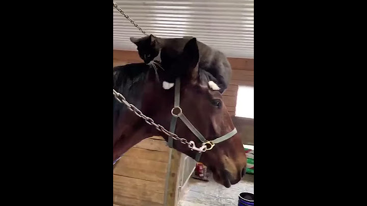 Kommentiert mit einem „🙂“: cat funnycat horse touchthis funnyfrischmoment foryoupage viral 4y fun