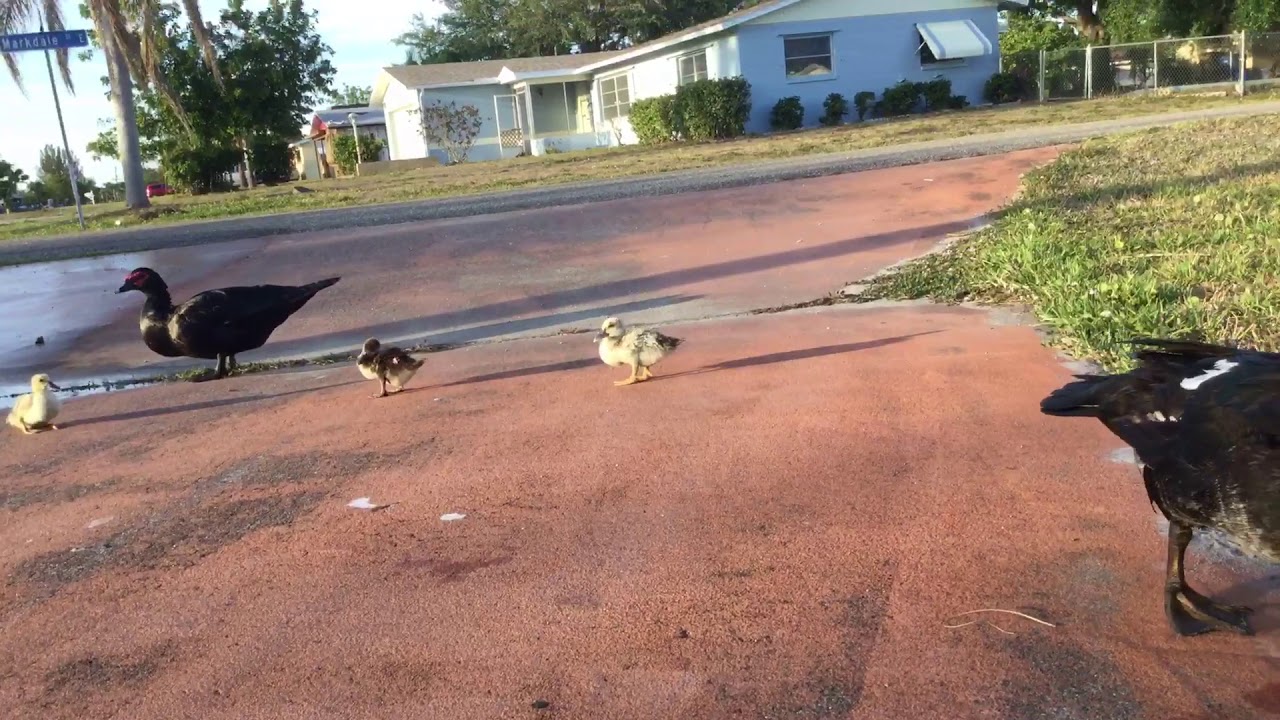 Baby ducks and The pants YouTube