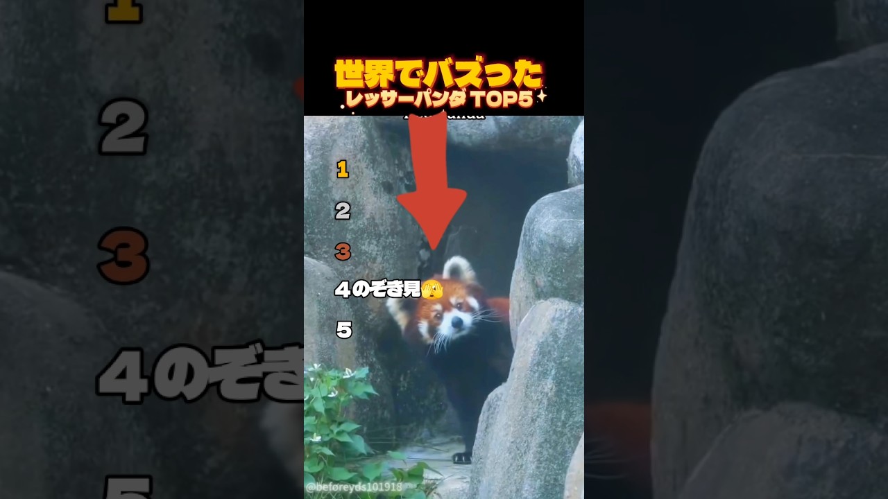 可愛いレッサーパンダTOP5 #shorts
