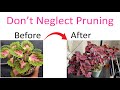 The Art of Coleus Pruning: Mastering the Technique for Gorgeous Plants