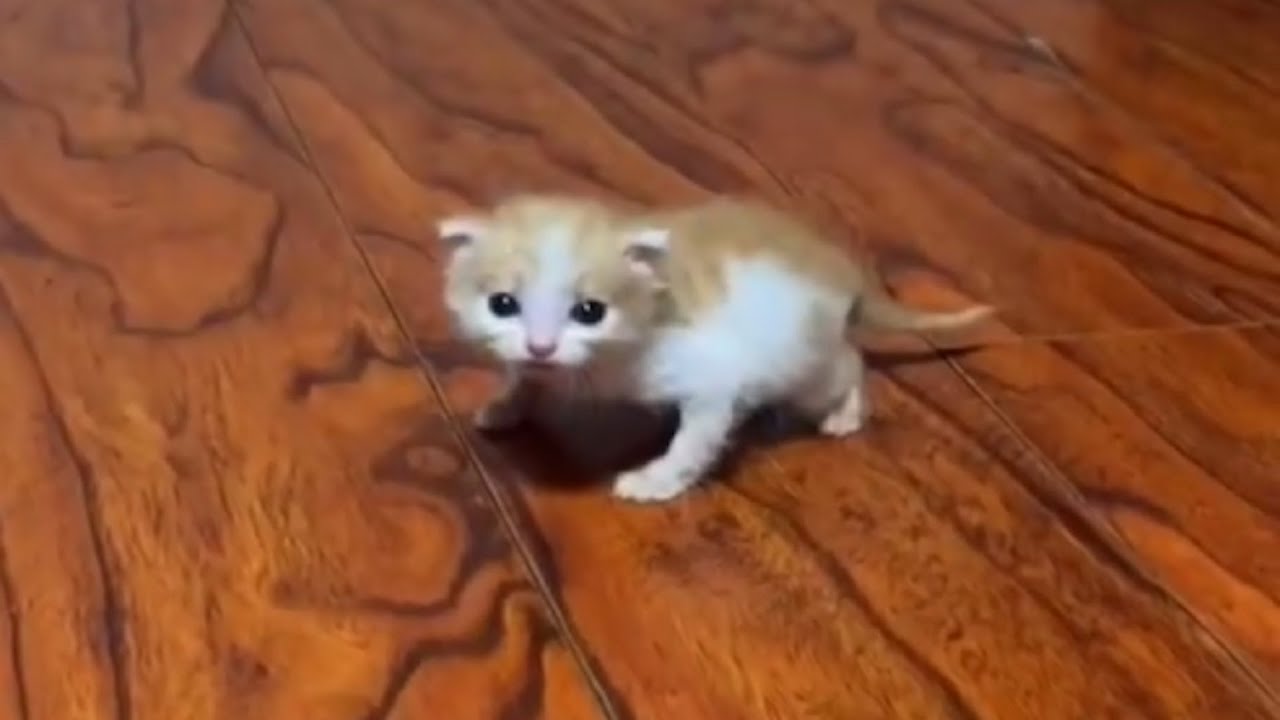 Cats braincells on low power mode