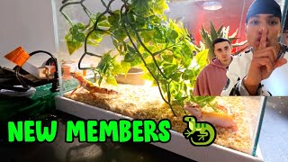 Download Lagu Lacy \u0026 Marlon’s New Pets Gecko Reveal! (Building the Cage) 🦎🔥 MP3