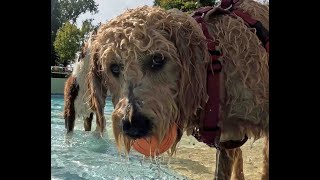 Hundebadetag im Stadionbad Bamberg mit Maya