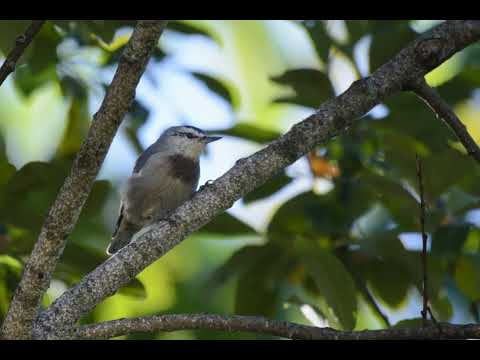 Canto do trepadeira-azul-do-levante | Pássaros Org