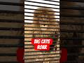Big Cats Roar Compilation. #animals #lion #tiger #jaguar #leopard #shorts