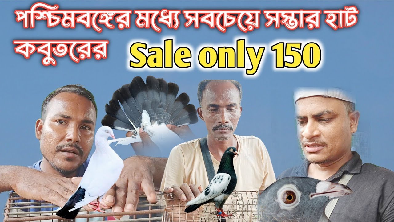 Low price pigeon for sale || magrahat Bazar pigeon top quality Bangla 2025