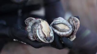 Catching Roe's Abalone in WA
