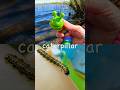 Bug Insect Names | Kids Learn at the Lake: Stag Beetle Caterpillar Fly Woodlouse Soldier Beetle