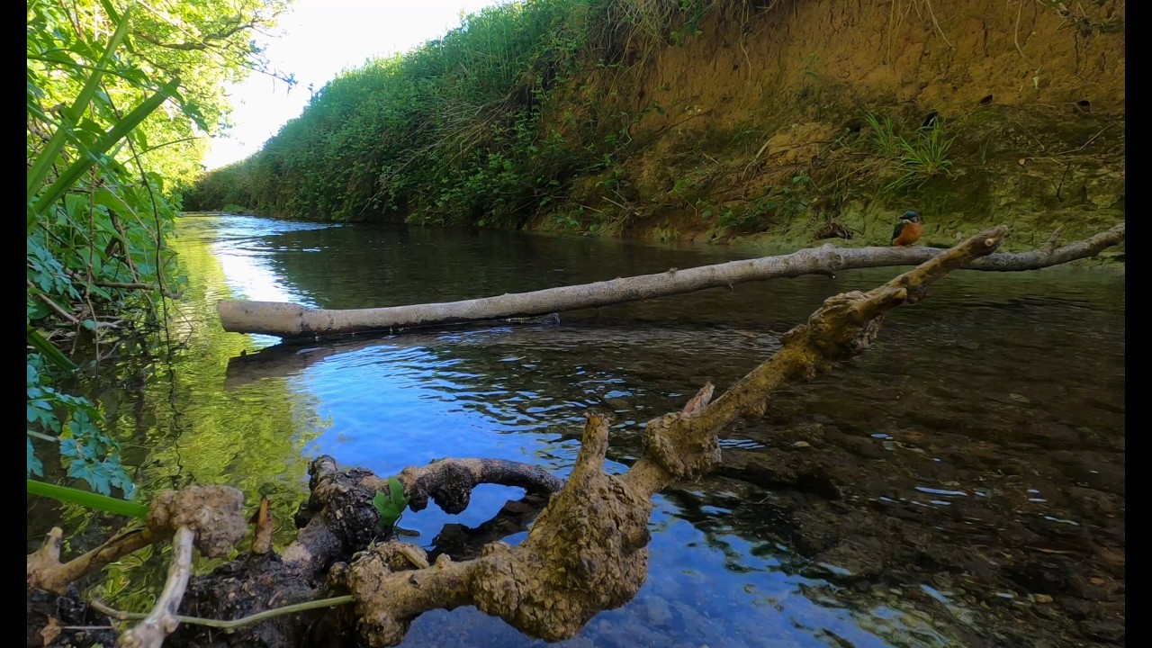 KINGFISHER'S - SOMERSET MAY 2025 - 4K WITH SOUND