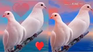 New Lok Dohari Git 2020