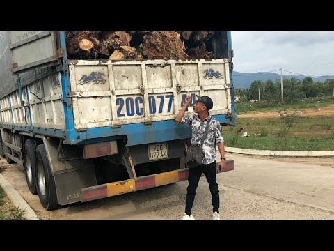 Video Đi tìm mua cây sưa đỏ vn suất sang Trung Quốc p5 - youtube