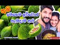 තුඹ කරවිල මෙහෙම ඉව්වොත් හැමදාම කයි|How to make Thumba karawila-Sangeeth Vlogs|Sangeeth Satharasinghe