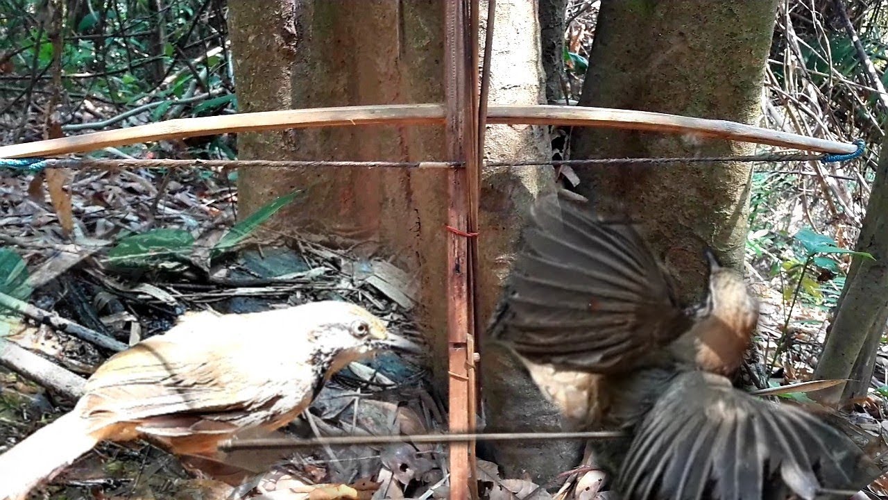 TUA NOOG HAUS DEJ DA DEJ DAIM 6 BEAUTIFUL BIRDS DRINKNG WATER