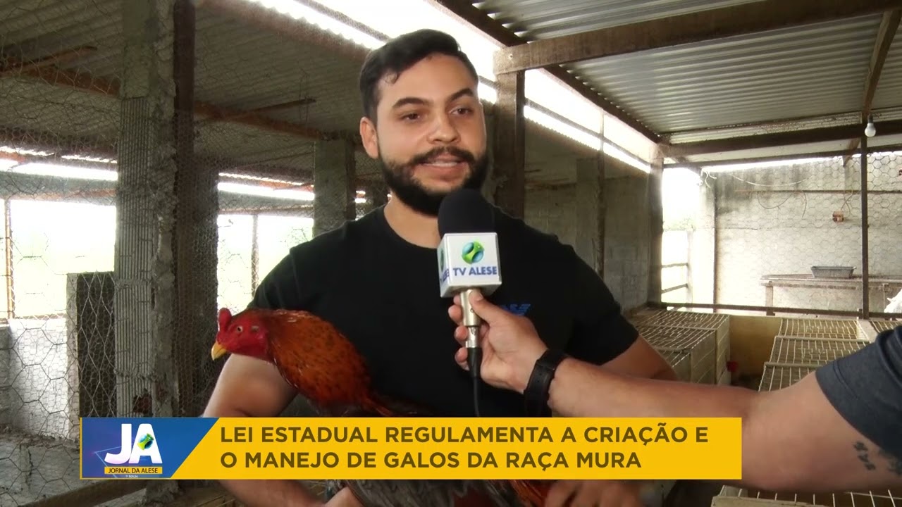 Lei estadual regulamenta a criação e o manejo de galos da raça Mura