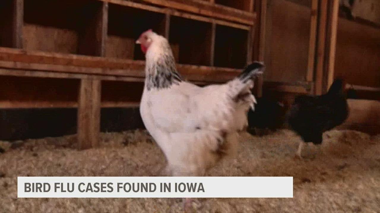 Bird flu returns to Iowa with fall migration YouTube