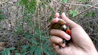 Download Mp3 Pikat Burung Cabean dan Prenjak Klawu Gudang lagu Download Mp3 Pikat Burung Cabean dan Prenjak Klawu
