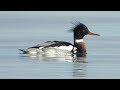 Redbreasted merganser  mittelsger  mergus serrator