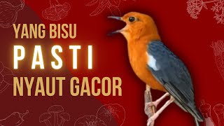 LANGSUNG NYAUT 10000 % ‼️ ANIS MERAH MACET BUNYI JIKA DENGAR SUARA INI PASTI NYAUT LANJUT GACOR | 82