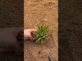 How to Easily Plant a Pineapple Crown! 🍍 #shorts