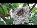 Пташенята у гнізді. Birds in the nest.