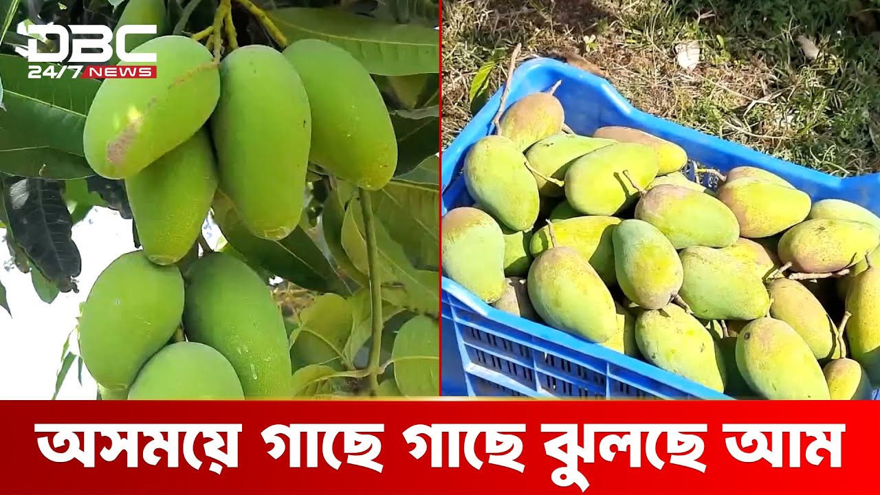 চাঁপাইনবাবগঞ্জে বাণিজ্যিকভাবে চাষ হচ্ছে কাটিমন আম | DBC NEWS