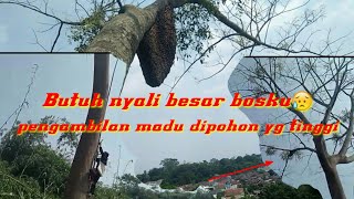 Butuh nyali besar memanjat pohon yang tinggi//panen madu apis dorsata