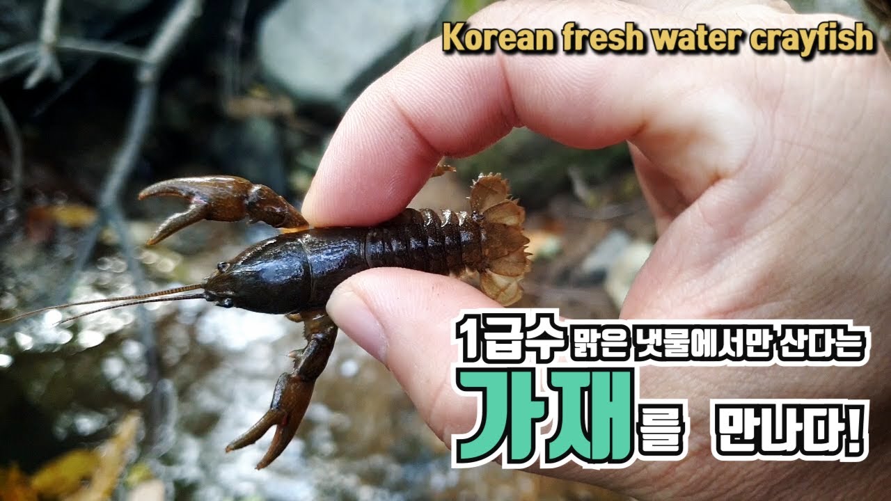 1급수 민물가재 (Korean fresh water crayfish) - YouTube