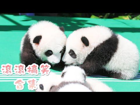 《熊貓主題趴》大熊貓那些奇奇怪怪的行為 | iPanda熊貓頻道