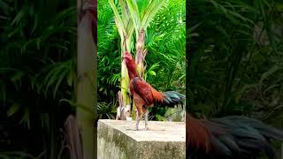 Konten Kreator Jenis Bangkok ayamberkualitas ayamsuper ayammangon songs  coversong