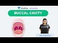 Buccal Cavity | Human Physiology (Pre-Medical-NEET/AIIMS)| NEET 2020 | Ritu Rattewal