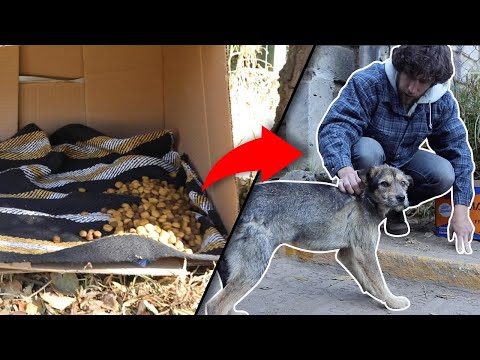 Así puedes AYUDAR a los PERROS de la CALLE | Comparte | Alan Alarcon hqdefault