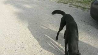 Dog chases shadow by Lens and Pen Press 1,681 views 15 years ago 52 seconds