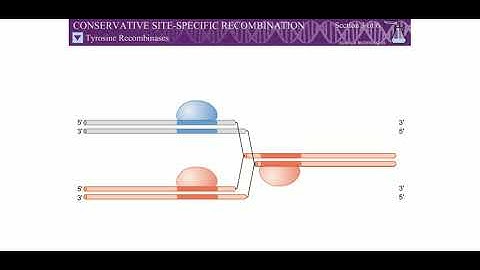 IICONSERVATIVE SITE SPECIFIC RECOMBINATION II (ENGLISH VERSION)
