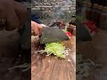 Ultimate Outdoor Cooking in the Forest 🌲🔥 Satisfying ASMR Food Video!