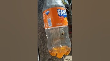 easy #wasp #yellowjackets traps . #bees