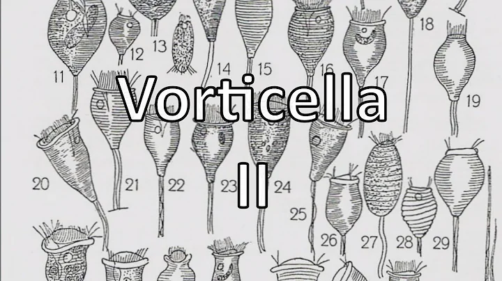 Vorticella II