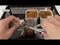 [多肉植物]カランコエ　福兎耳　増殖作業