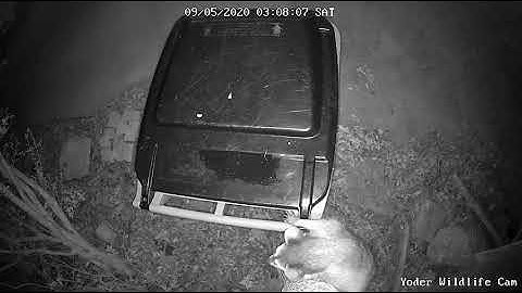 How do raccoons get into the trash