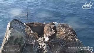 A Quick Appearance by Chase \& Cholyn at the Two Harbors Nest (1\/16)