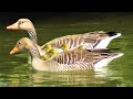 Cute Greylag Goose Families with so many goslings