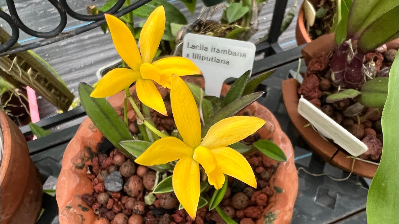 Laelia itambana x liliputiana in bloom and a thank you - YouTube