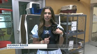 Clear the shelters pet helpers