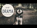 Dramatic Husky's Behaviour |  Husky Puppy Compilation | Siberian Huskies