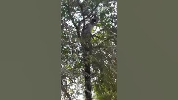 cc camera in the tree