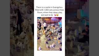 There is a castle in Guangzhou filled with 1,000 cats across three floors, where  sleep, play 🥹❤️‍🩹