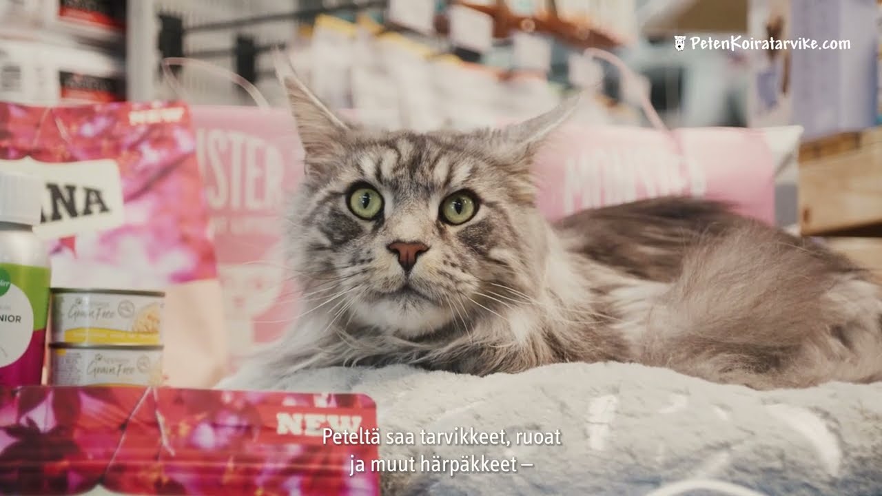Peten Koiratarvike – Nopea ja luotettava kotimainen lemmikkitarvikekauppa