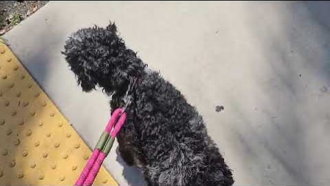Violet Working On The Heel Command With Reactivity By Smart Start Puppies