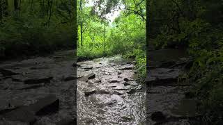 Wild Cards? ✨😎✨ #nature #creek #wildcard #empowerment #peace #control #perspective #healing #joy