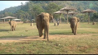 Herd Run To Greeting After Arrival Of Two Rescued Elephants Kham Moon And Pyi Mai - Elephantnews